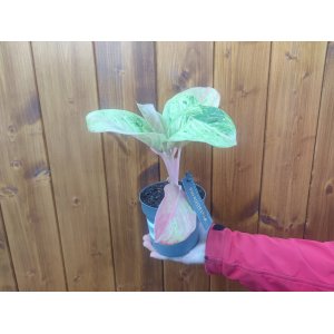 Aglaonema (Aglaonema commutatum) ‘APPLE FANTASY’ - výška 20-30 cm, kont. C1L